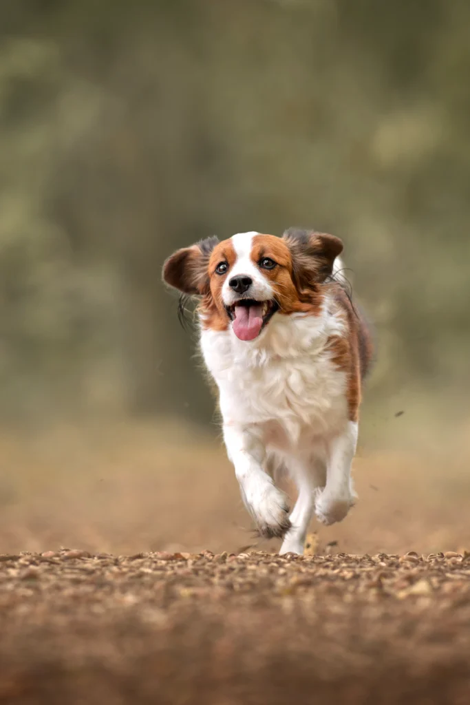 Hondenfotografie 
Pet photography dog photography
Dieren fotograaf 
Gelderland Nijmegen Arnhem