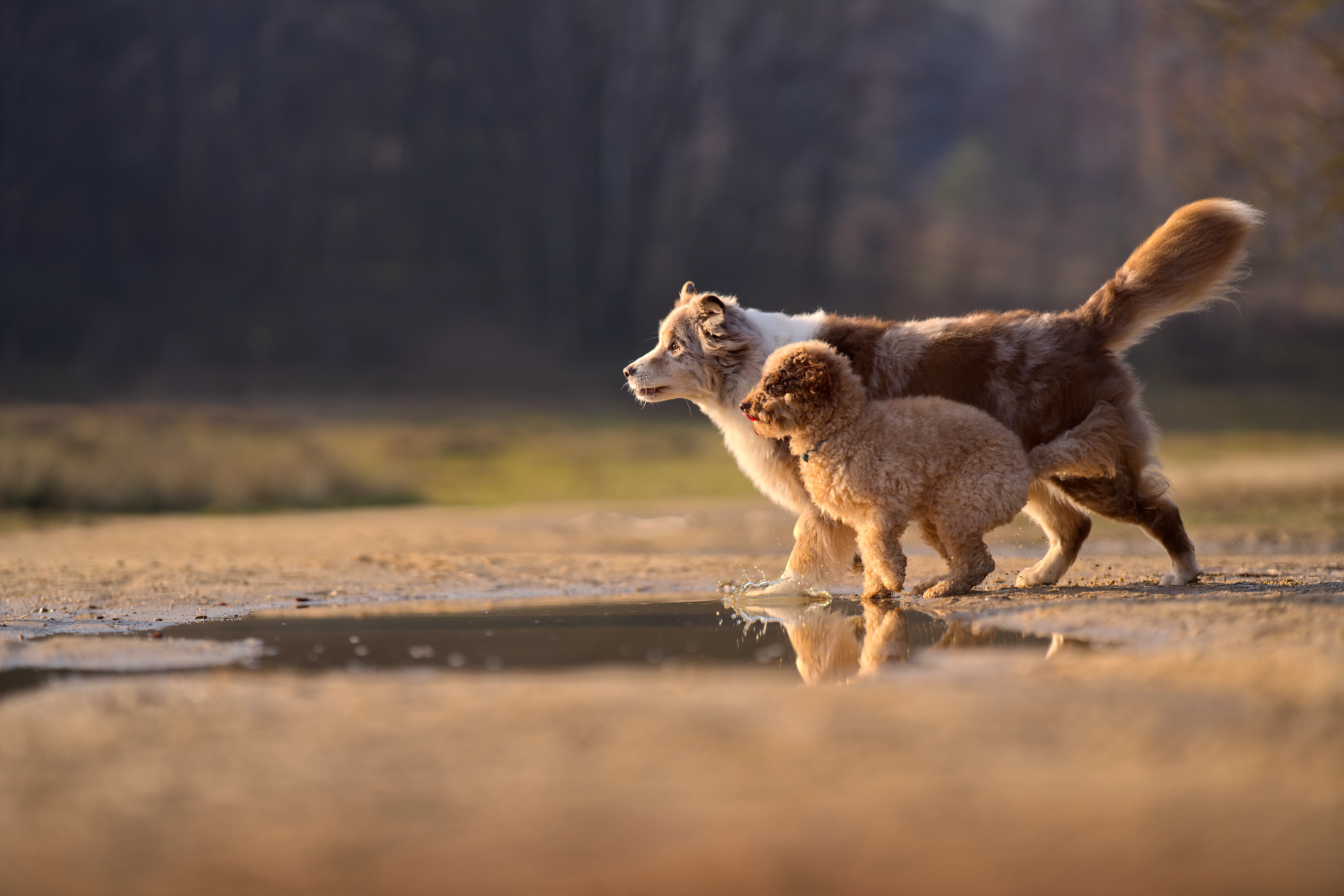 Twee honden rennend over een plas water bij de ondergaande zon. Two dogs running by sunset
Australian Shepherd Poodle Poedel
