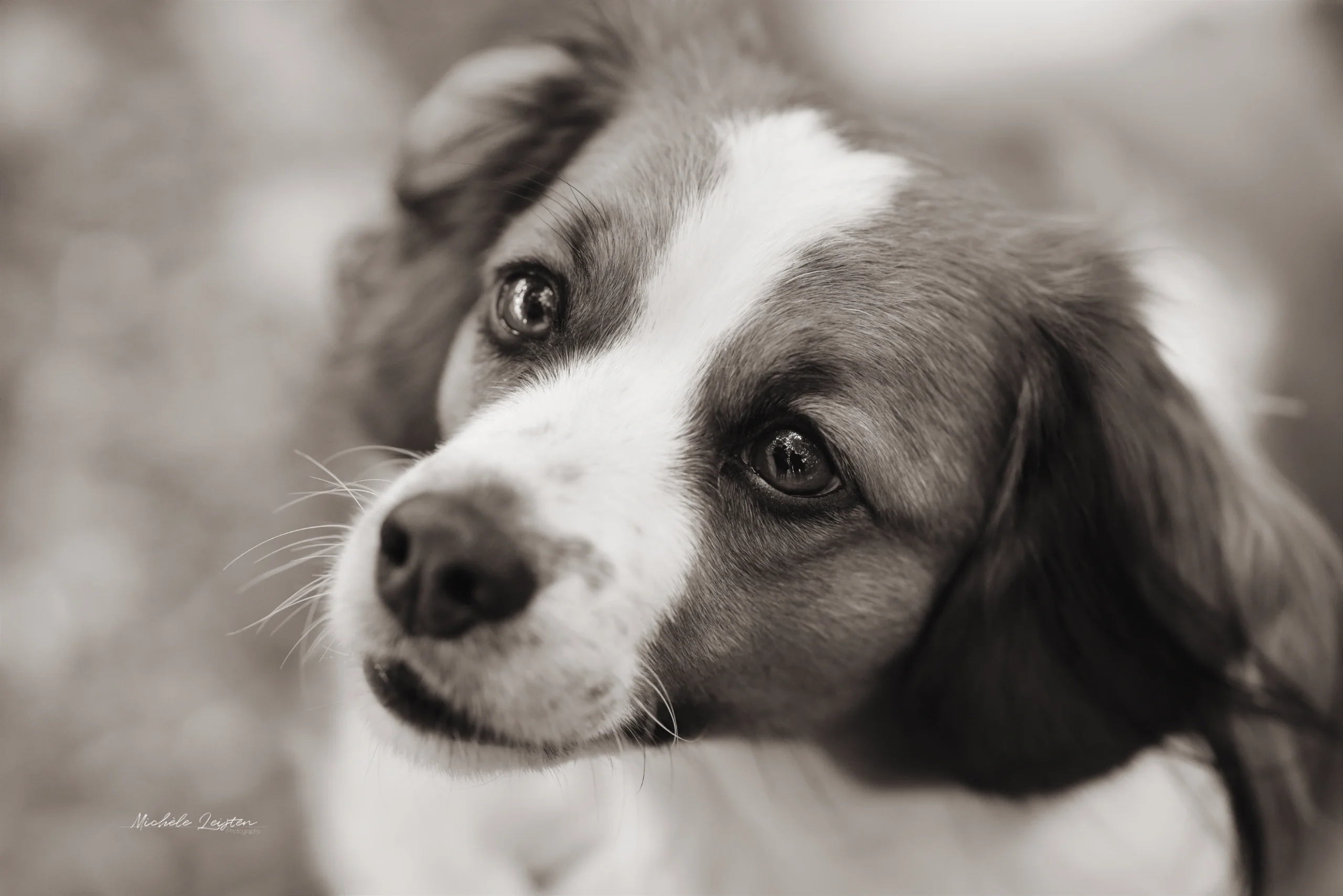 Close up hond zwart wit kooikerhondje hondenfotografie dogphotography sepia
Pet photography. Honden fotografie
dieren fotograaf 
Gelderland Nijmegen Arnhem 