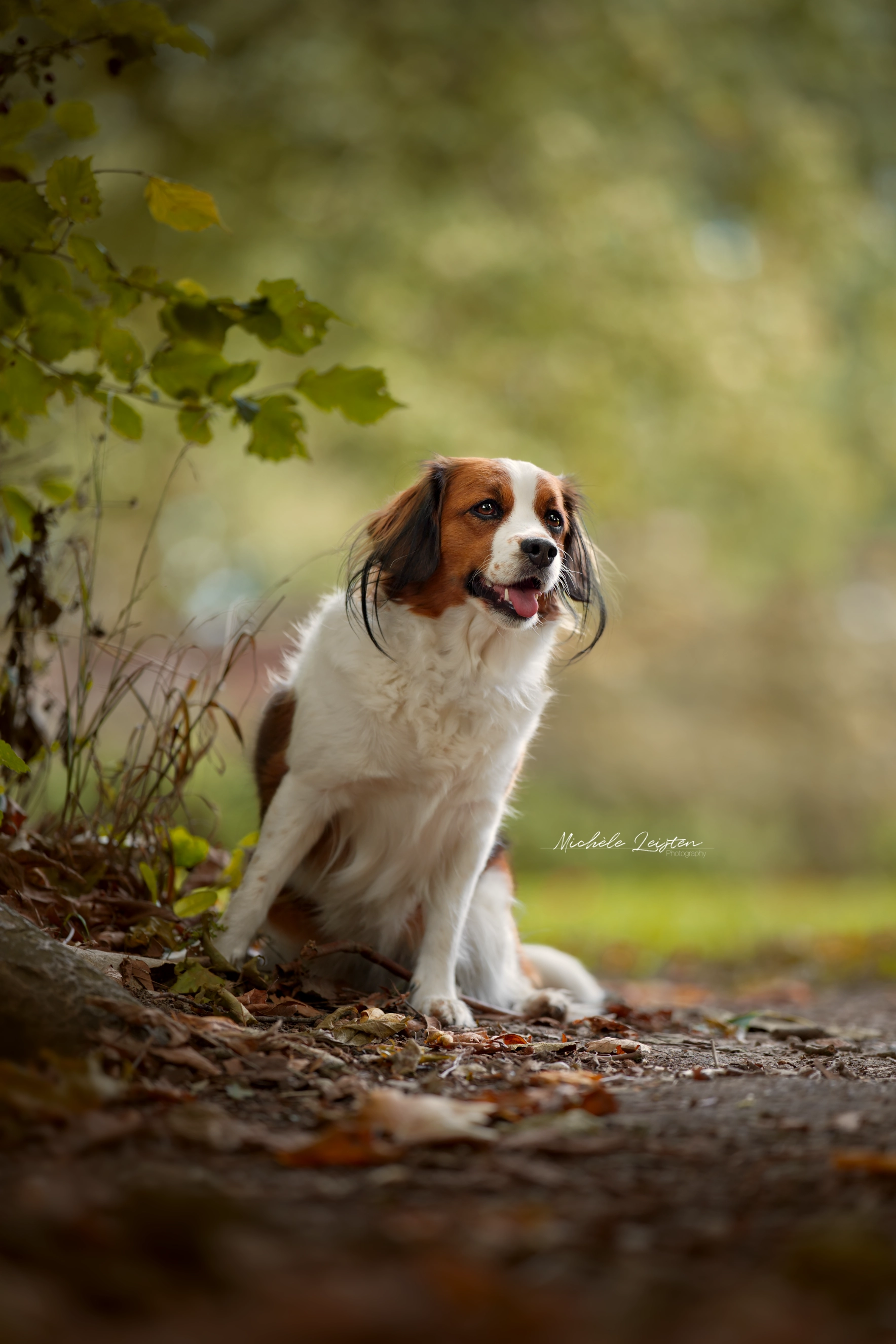 Kooikerhondje bij een boom hondenfotografie dog photography
dieren fotograaf 
Gelderland Nijmegen Arnhem 