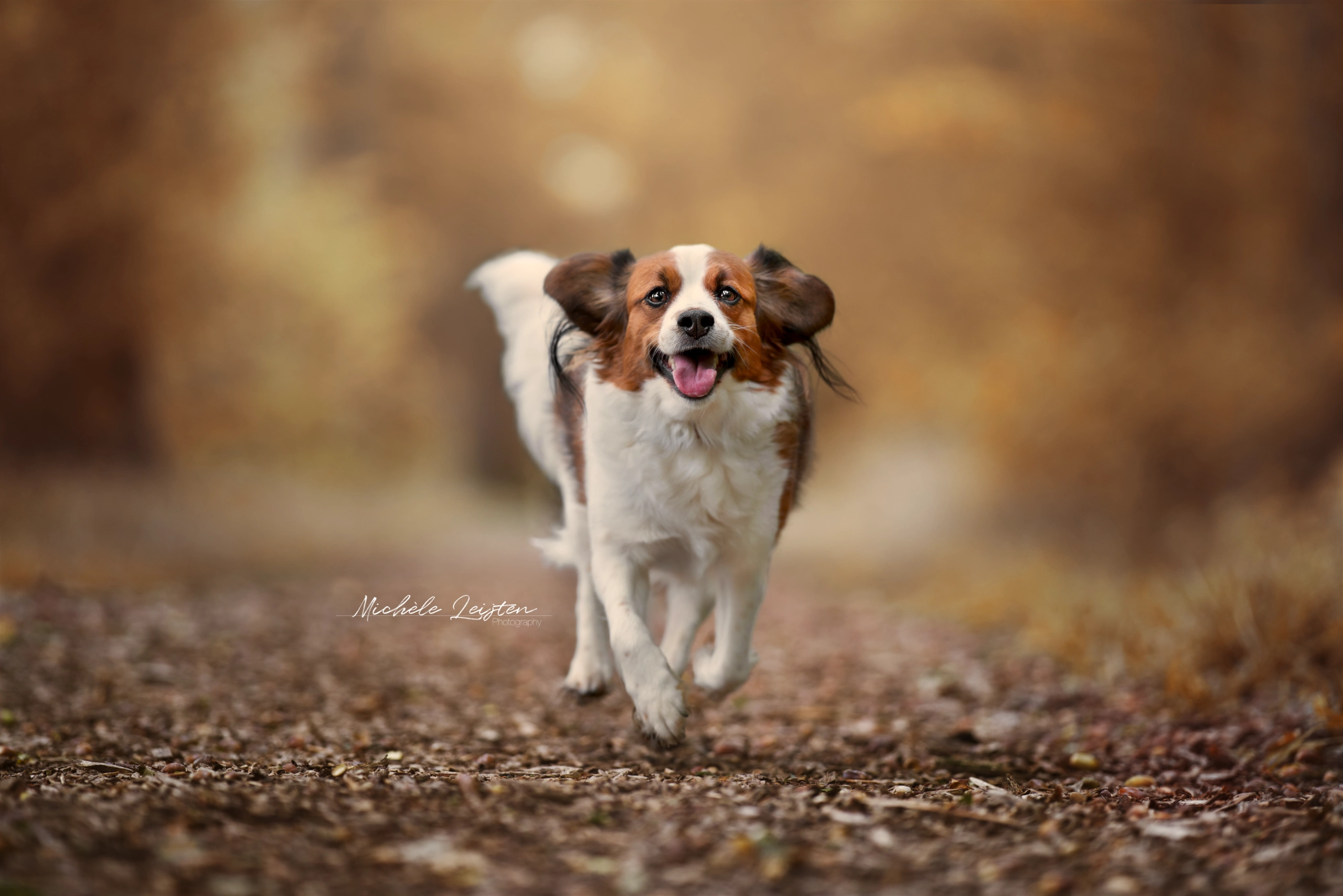 Hond rennend in herfst bos Hondenfotografie Dogphotography
Pet photography. Honden fotografie
dieren fotograaf 
Gelderland Nijmegen Arnhem 
