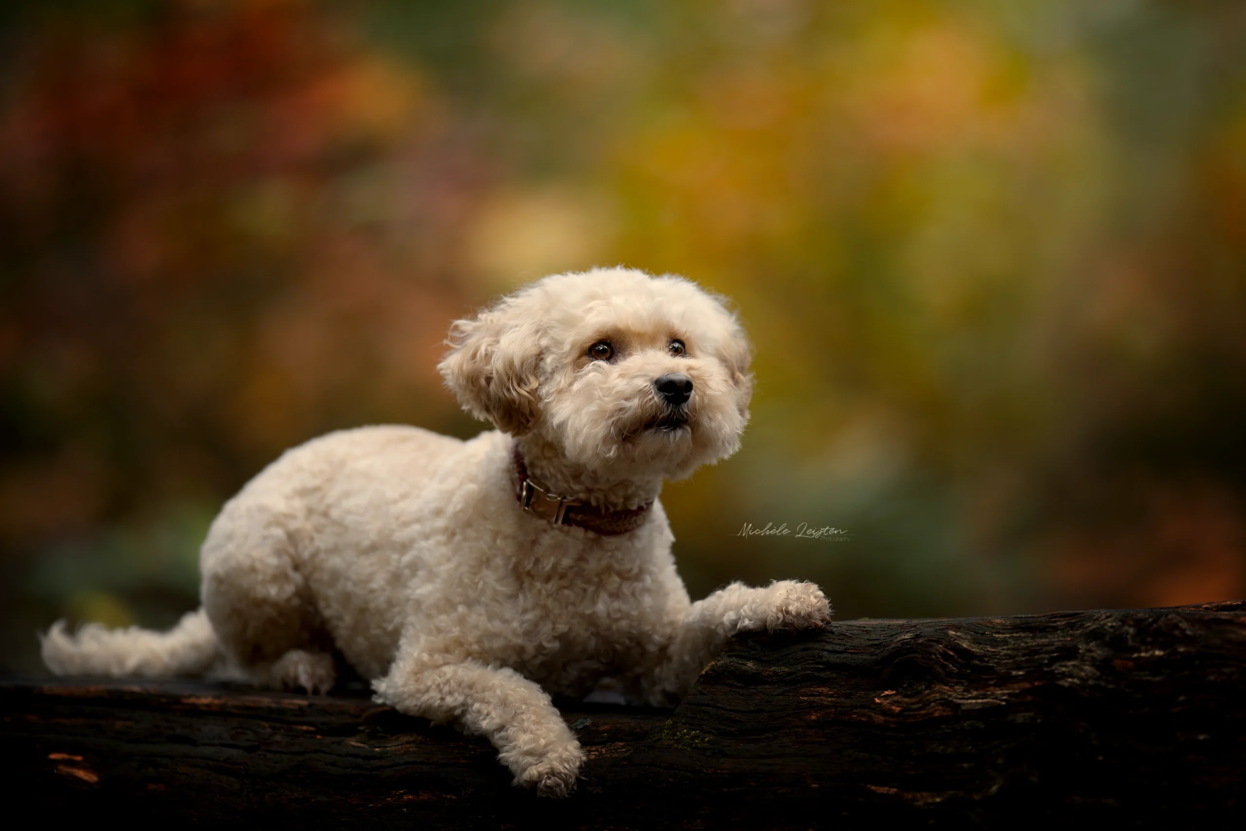 Hond liggend op boomstam labradoodle. Hondenfotografie. Dog photography labradoodle on log
Pet photography. Honden fotografie
dieren fotograaf 
Gelderland Nijmegen Arnhem 