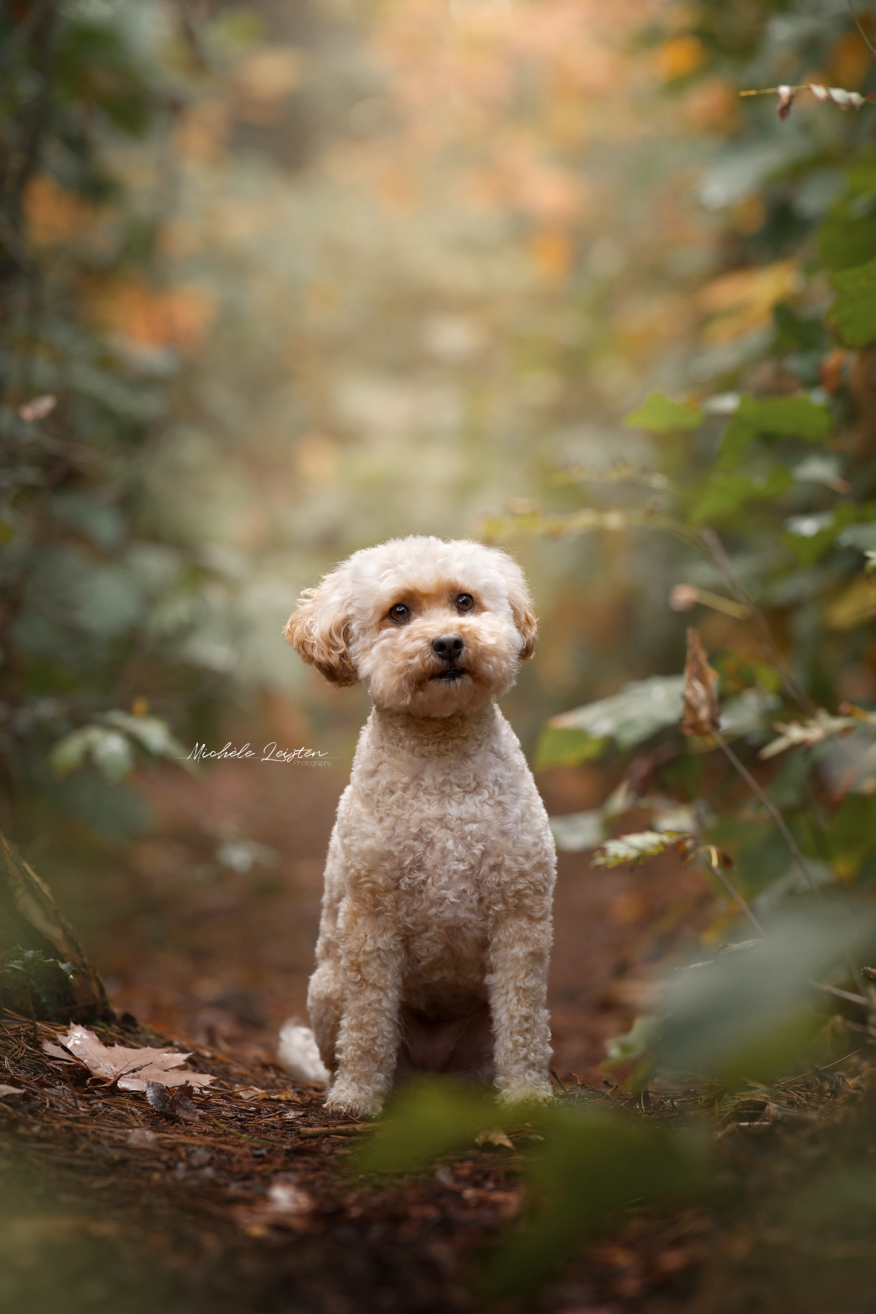 Hond in het bos 
Pet photography. Honden fotografie
dieren fotograaf 
Gelderland Nijmegen Arnhem 
