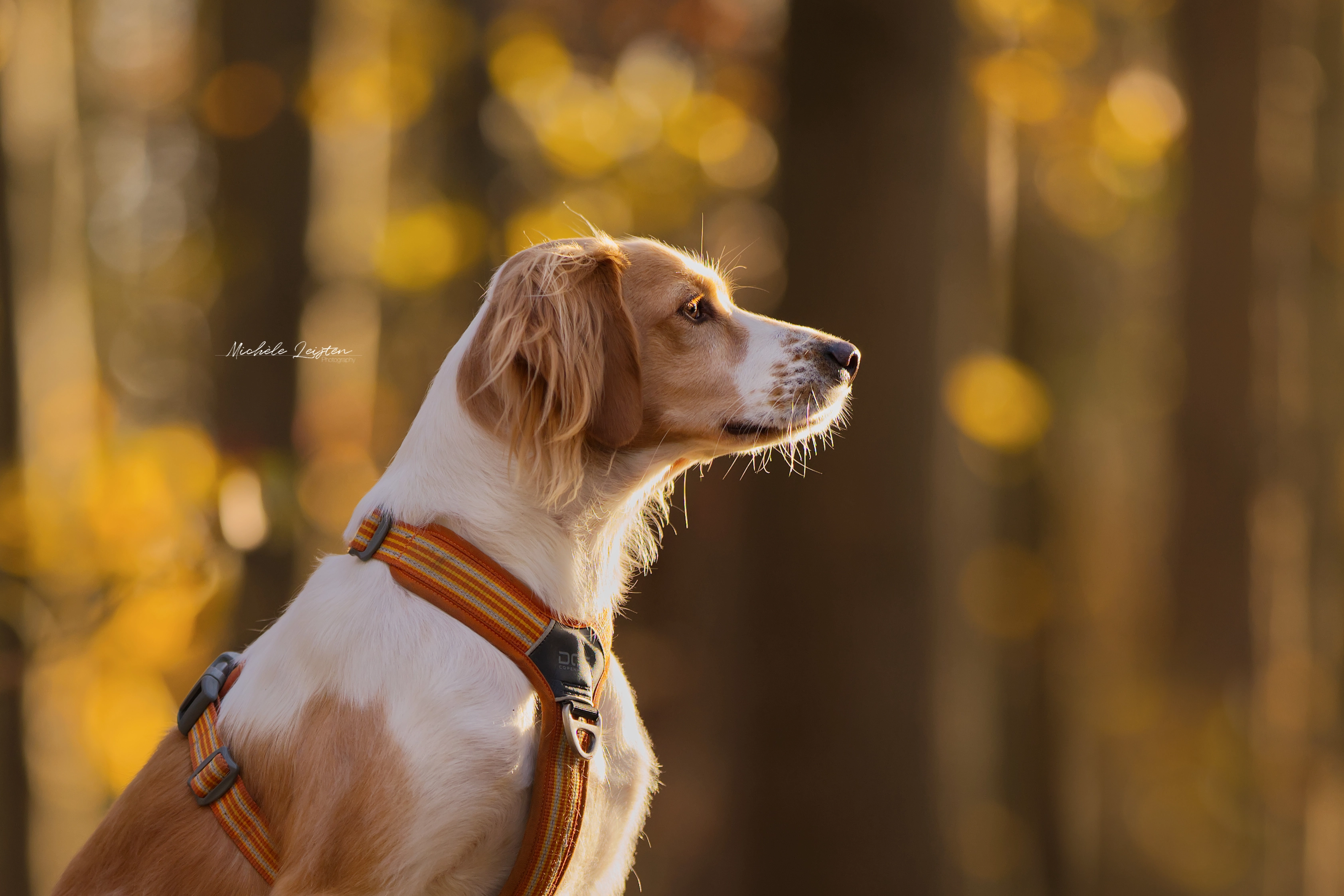 Hond met tuigje bokeh hondenfotografie Dog photography
dieren fotograaf 
Gelderland Nijmegen Arnhem 