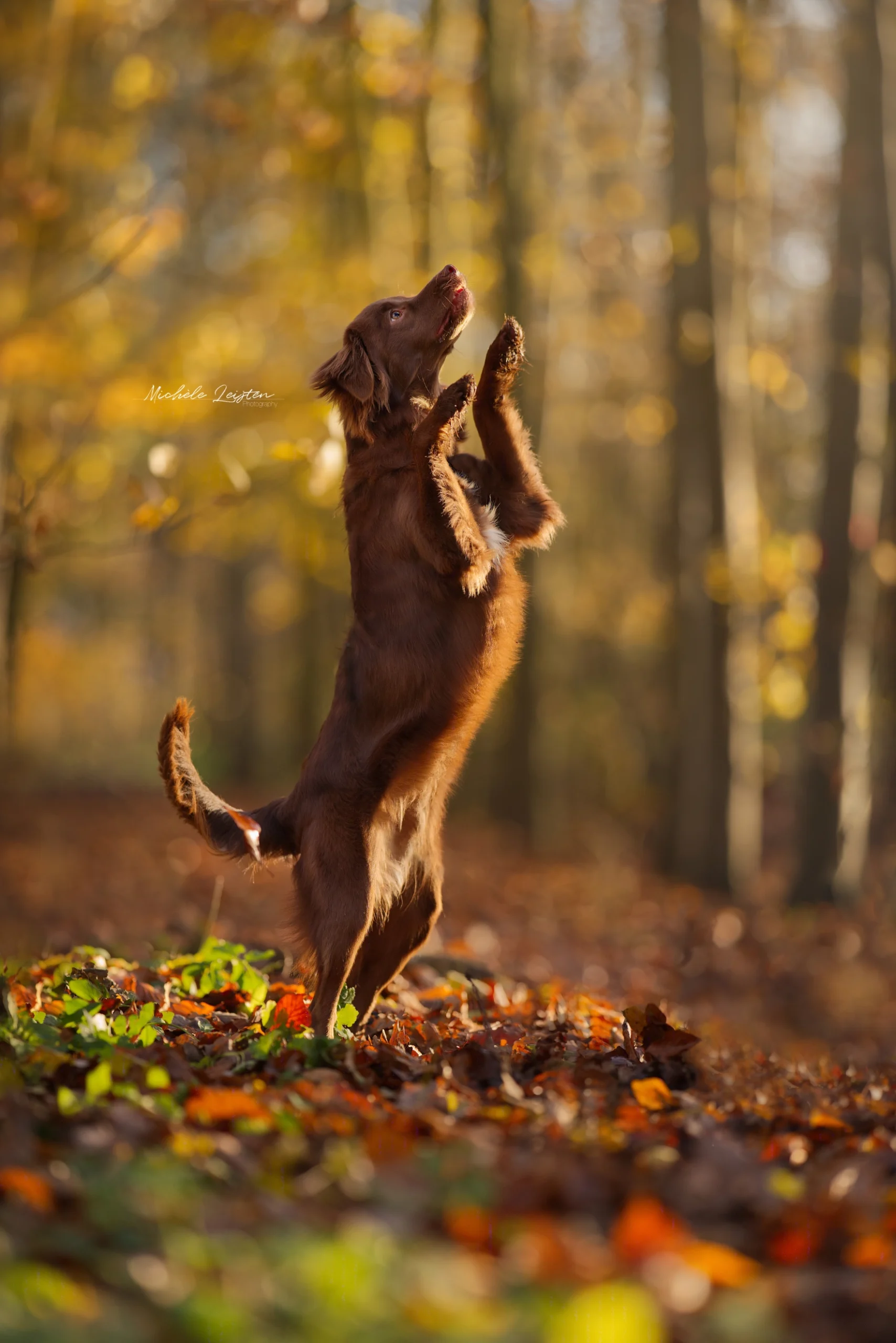 Hond op achterpoten in herfst bos. Hondenfotografie Dog photography, forest, dog, autumn
fotograaf
gelderland nijmegen arnhem