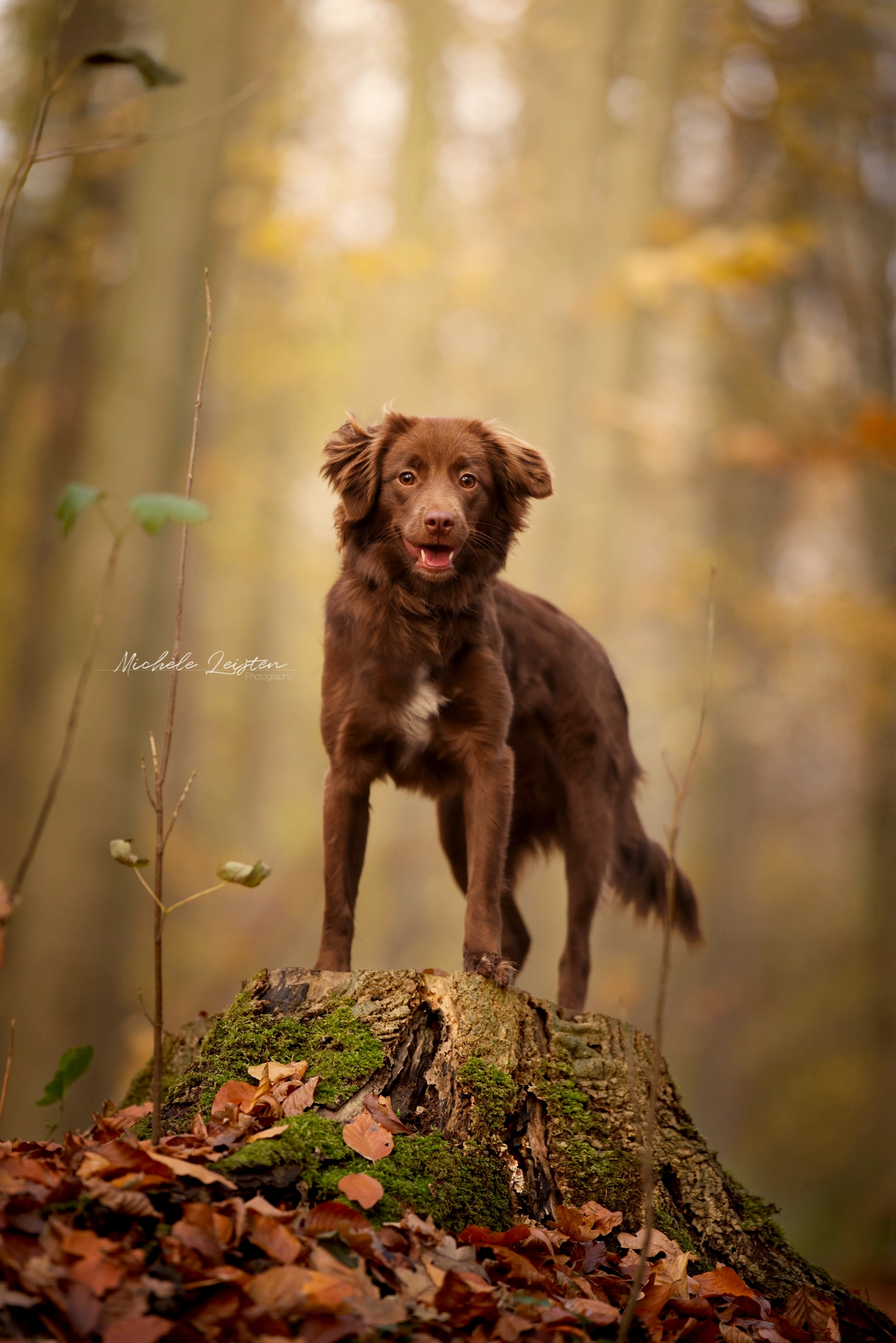 Hondenfotografie. Hond staat op boomstam Dog standing on log. Dogphotography
Pet photography. Honden fotografie
dieren fotograaf 
Gelderland Nijmegen Arnhem 