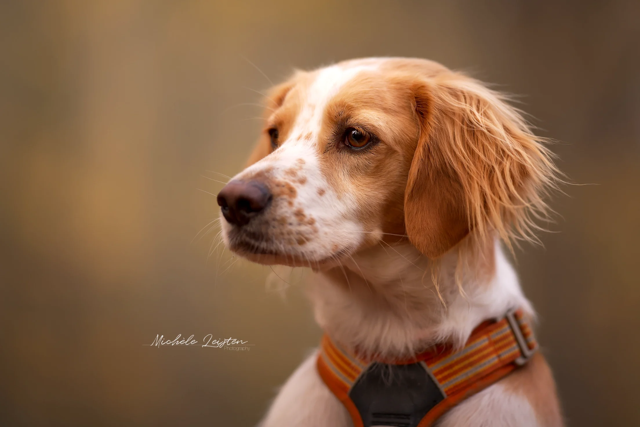 Hondenfotografie Hond wit met rood haar, oranje tuigje Dogphotography, dog
Pet photography. Honden fotografie
dieren fotograaf 
Gelderland Nijmegen Arnhem 