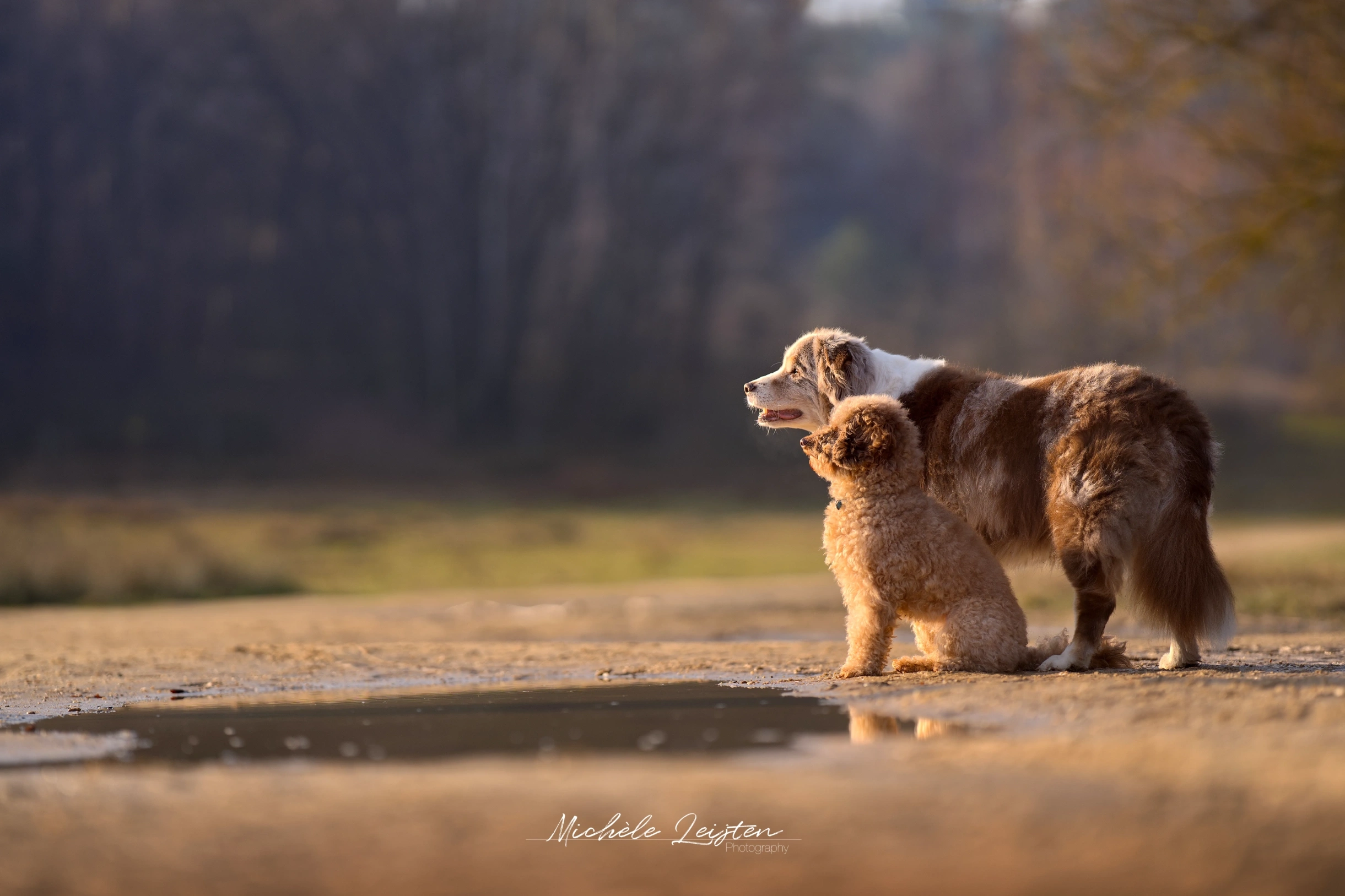 Twee honden starend over een plas. Hondenfotografie Poedel australian shepherd Dogphotography
Pet photography. Honden fotografie
dieren fotograaf 
Gelderland Nijmegen Arnhem 