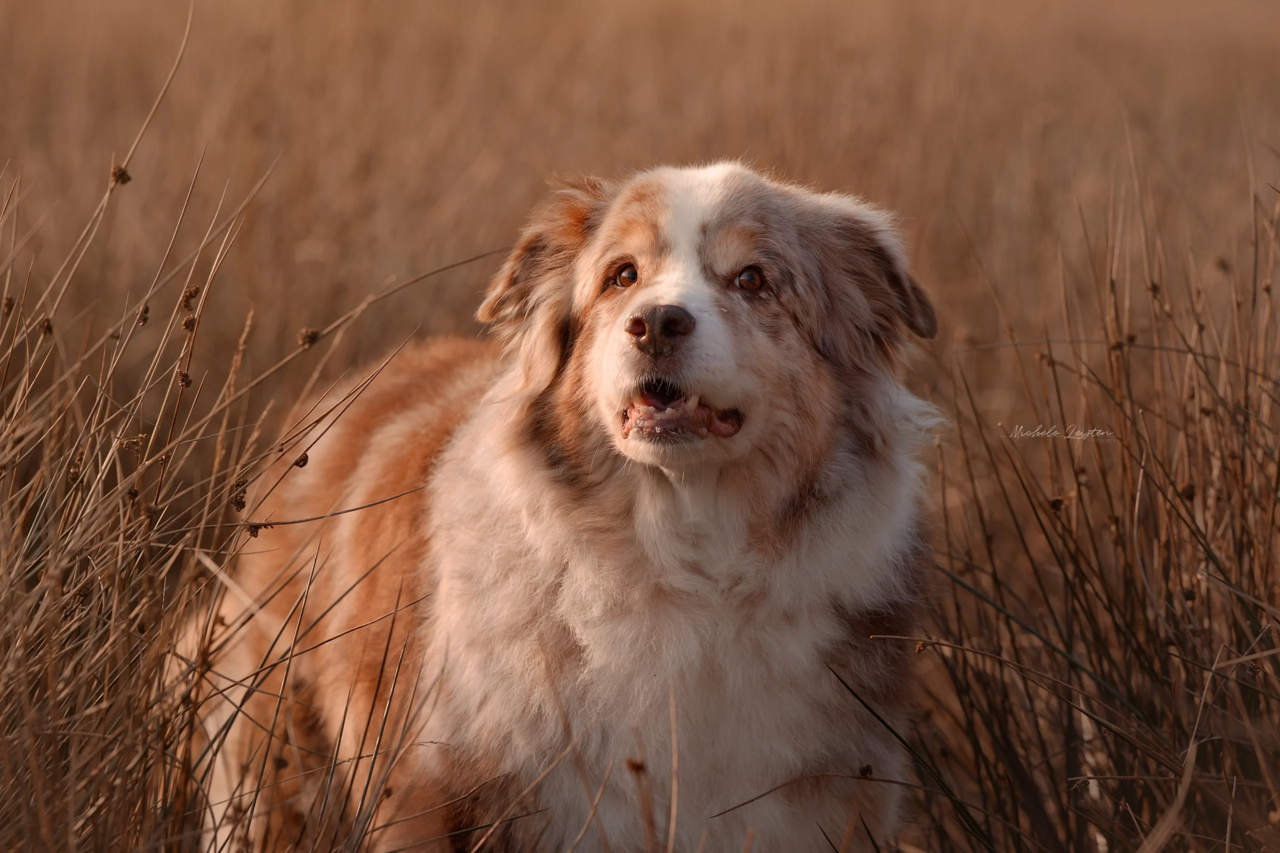 Hond in riet. Hondenfotografie. Dierfotografie. Australian Shepherd Dog photography
dieren fotograaf 
Gelderland Nijmegen Arnhem 