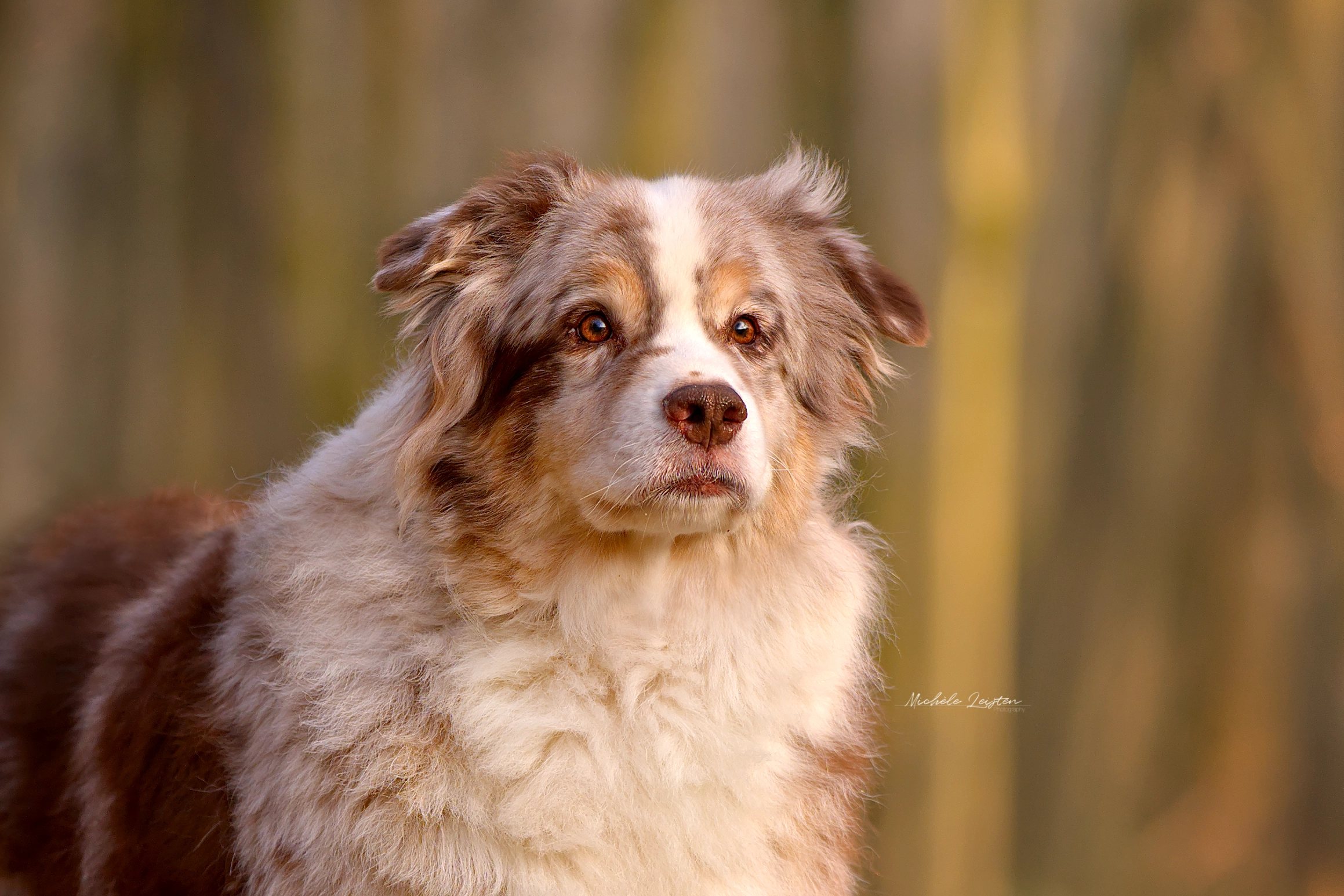 Close up hond, australian shepherd. Hondenfotografie Dogphotography
Pet photography. Honden fotografie
dieren fotograaf 
Gelderland Nijmegen Arnhem 