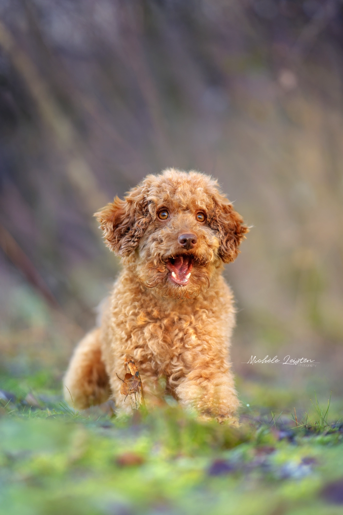 Hond poedel blij in gras. Honden fotografie. Dog photography poodle
Pet photography. Honden fotografie
dieren fotograaf 
Gelderland Nijmegen Arnhem 