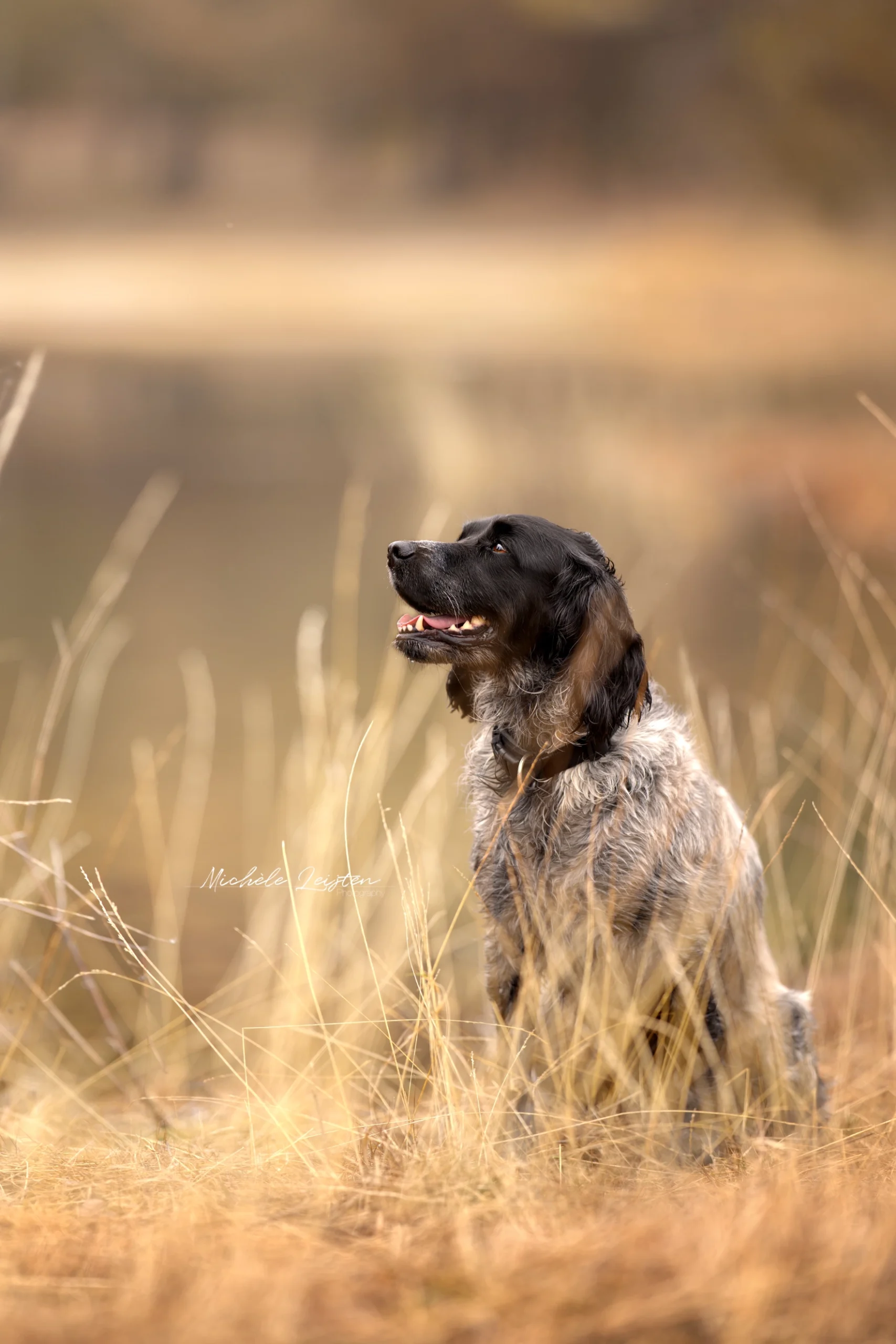 hond zittend in riet. Hondenfotografie Dog photography
Pet photography. Honden fotografie
dieren fotograaf 
Gelderland Nijmegen Arnhem 