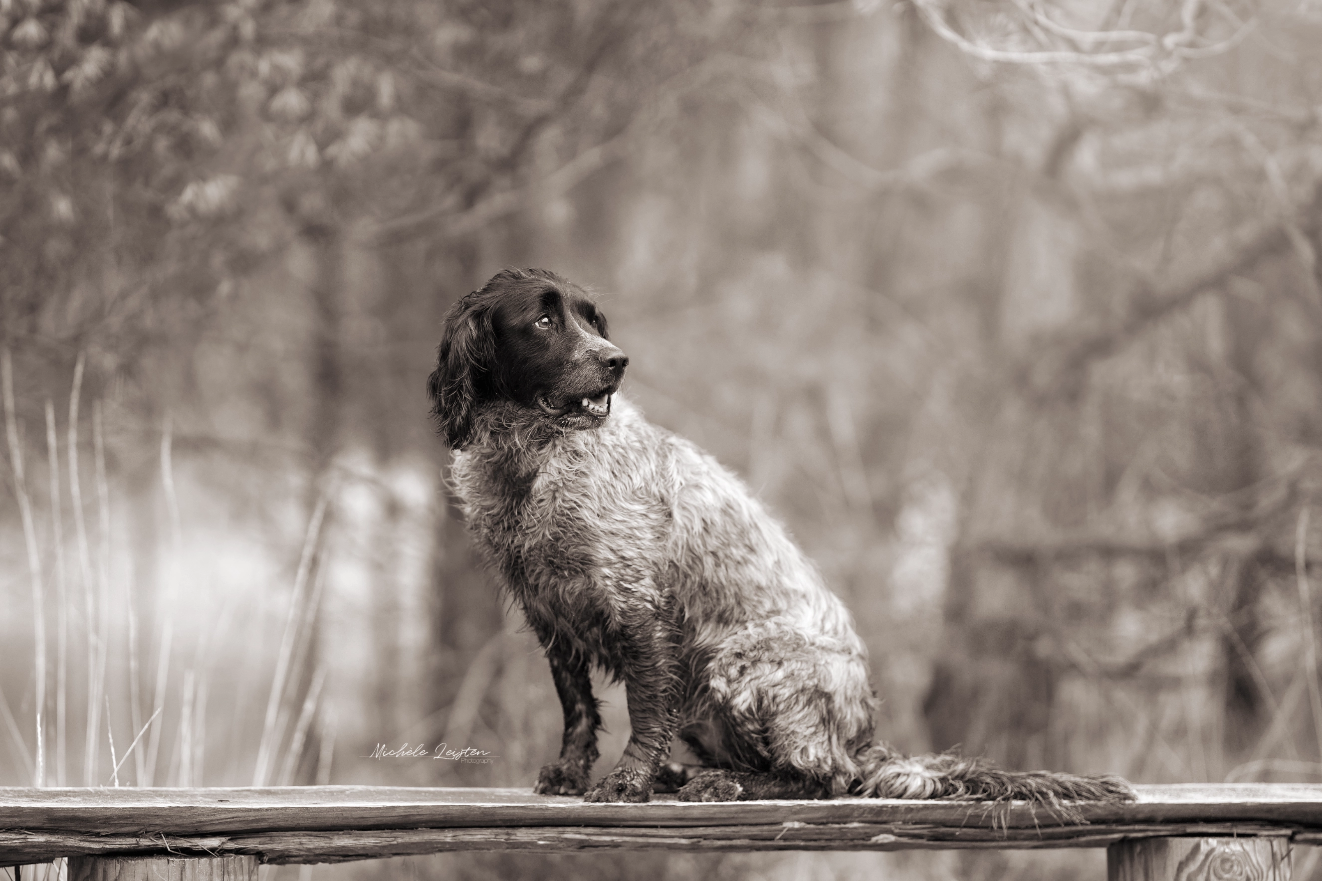 Hond op bankje in bos. hondenfotografie Dog photography
Pet photography. Honden fotografie
dieren fotograaf 
Gelderland Nijmegen Arnhem 