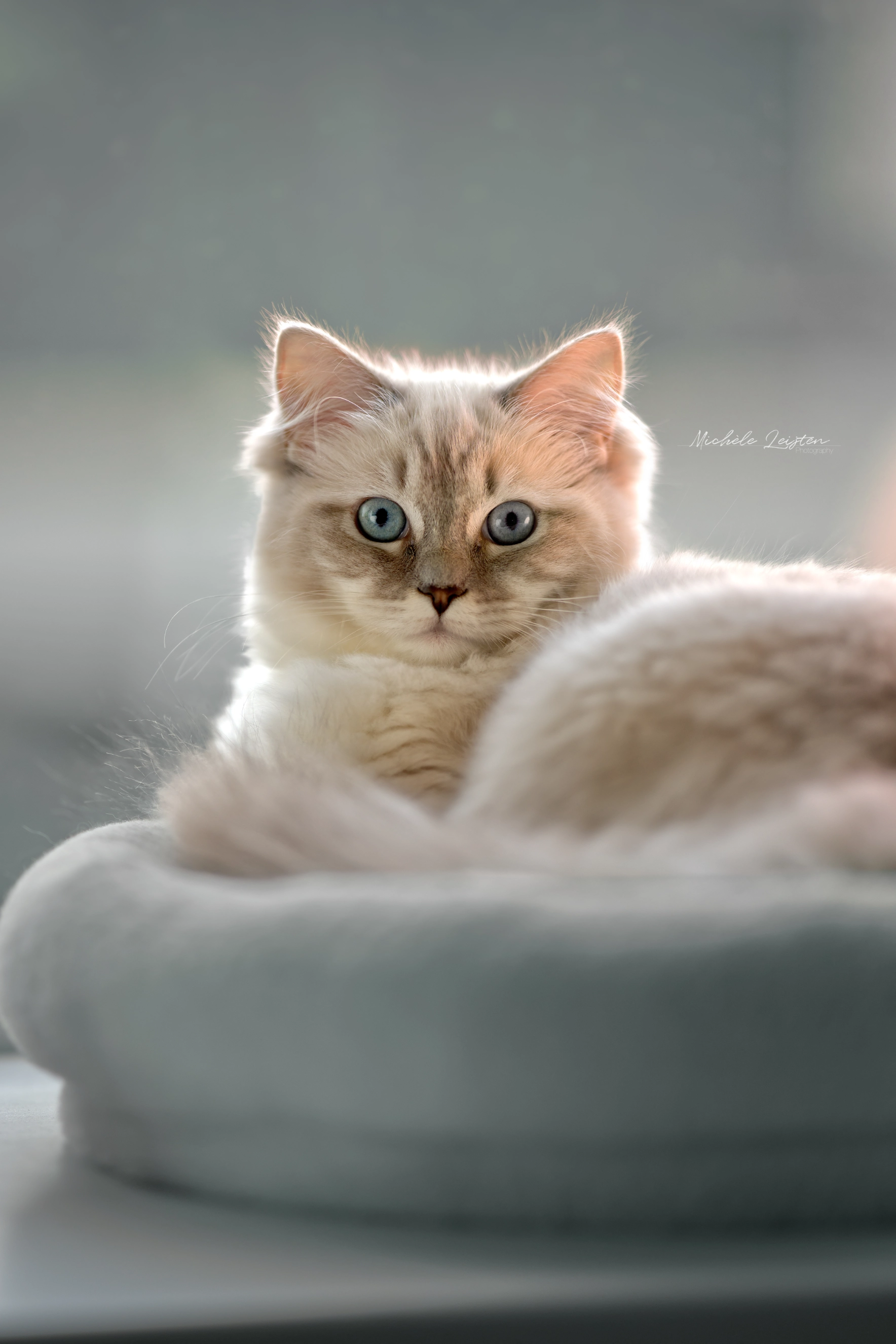 Kat in mandje. Ragdoll dierenfotografie. Kattenfotografie Petphotography, catphotography Cat
Pet photography. Honden fotografie
dieren fotograaf 
Gelderland Nijmegen Arnhem 