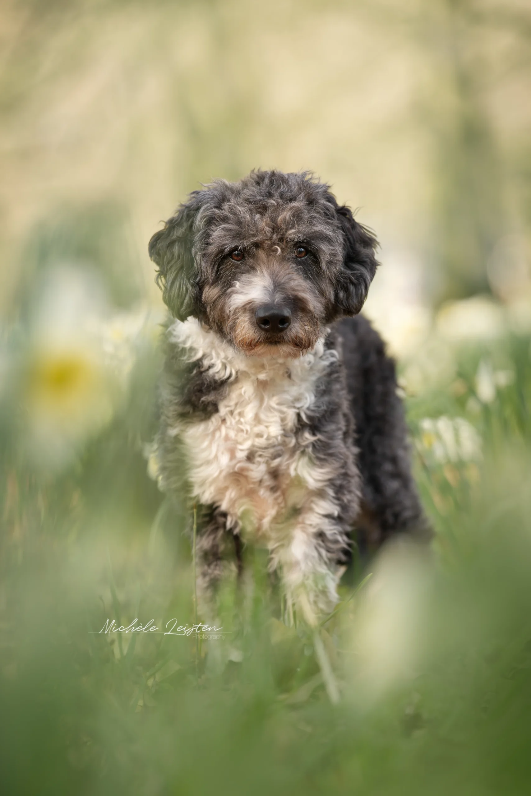 Hond staand in gras tussen narcissen. Hondenfotografie Dogphotography. Dog standing in gras between daphodils
Pet photography. Honden fotografie
dieren fotograaf 
Gelderland Nijmegen Arnhem 