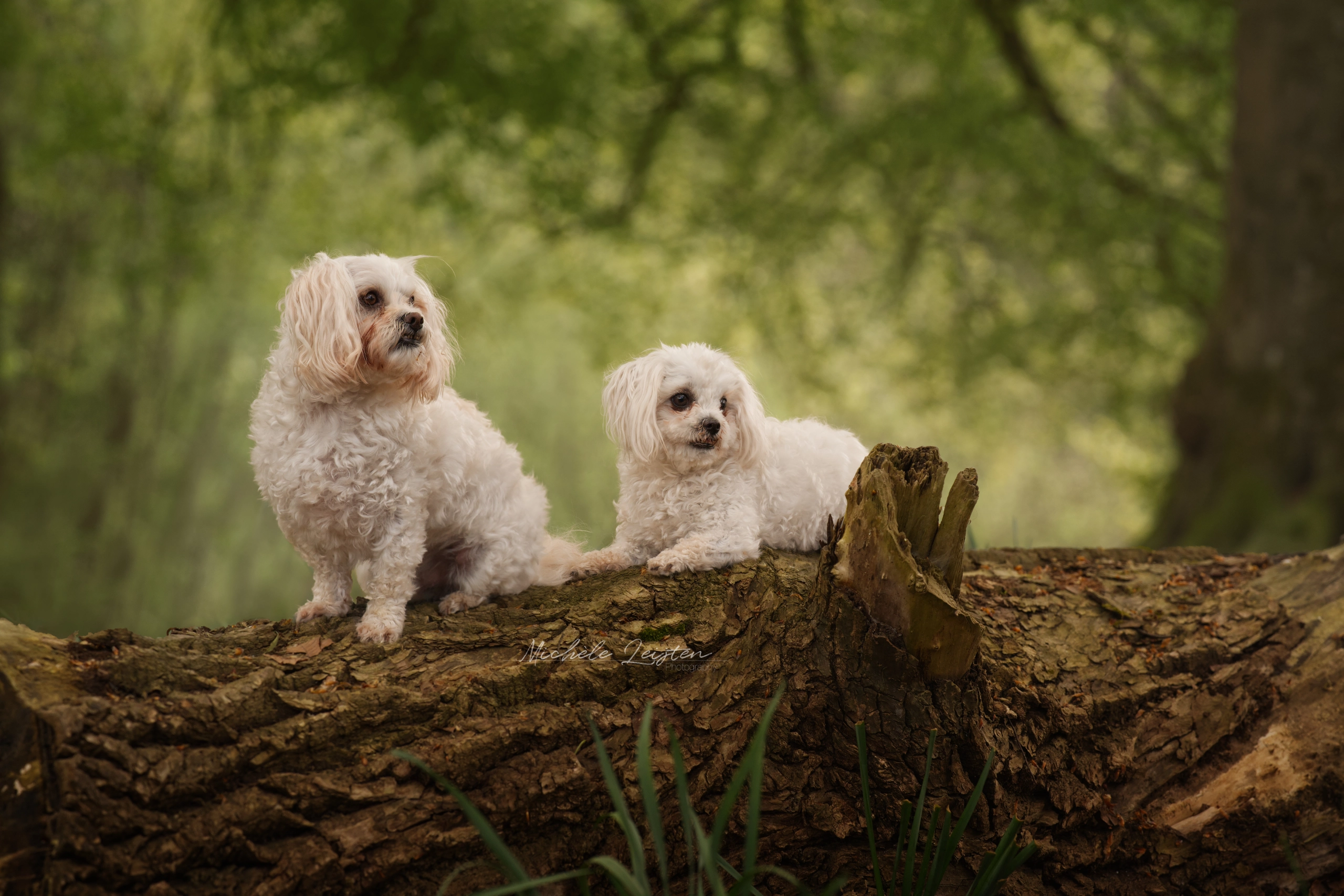 Twee honden op boomstam, two dogs on log 
Pet photography. Honden fotografie
dieren fotograaf 
Gelderland Nijmegen Arnhem 