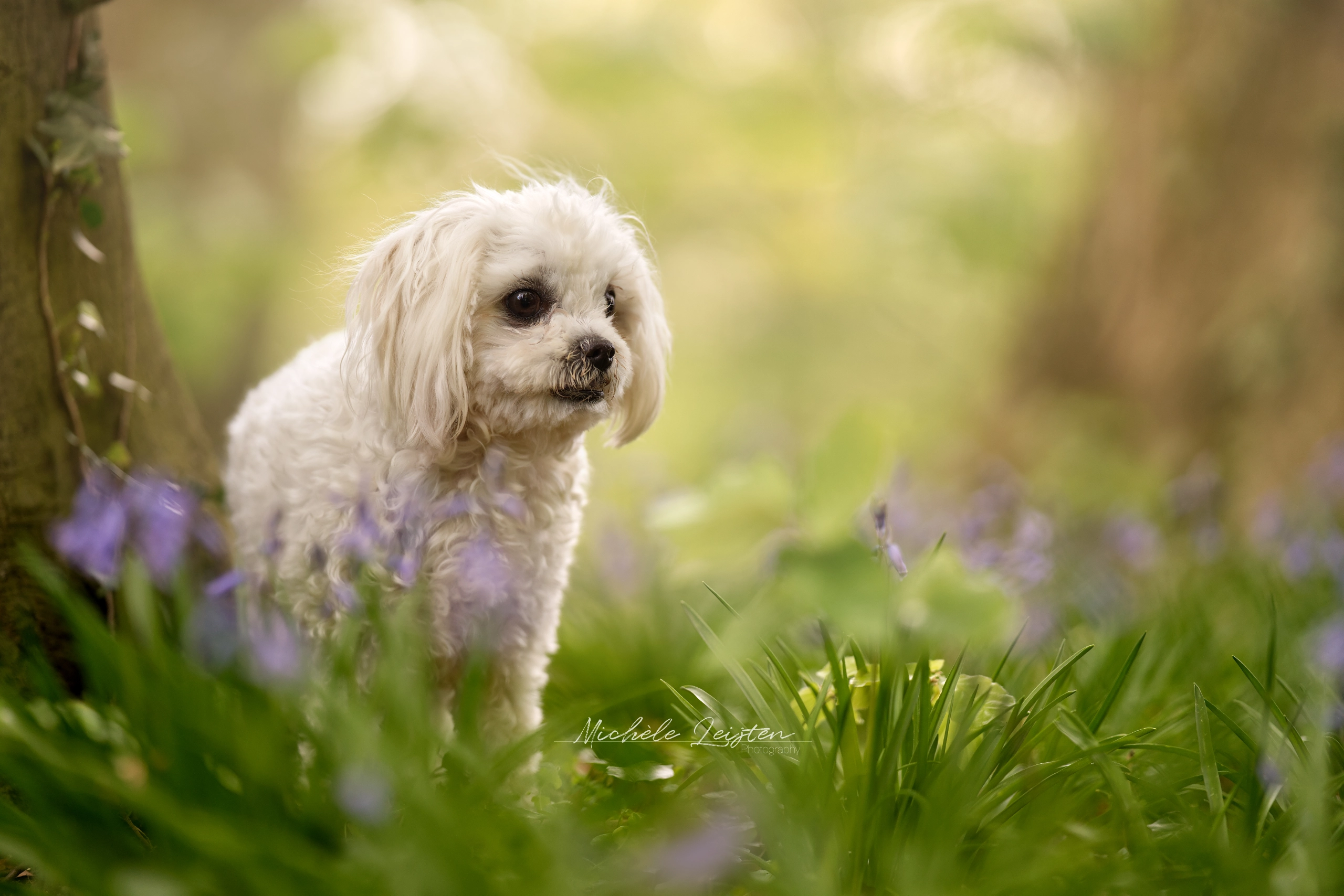 Hond tussen bloemen dog between flowers 
Pet photography. Honden fotografie
dieren fotograaf 
Gelderland Nijmegen Arnhem 