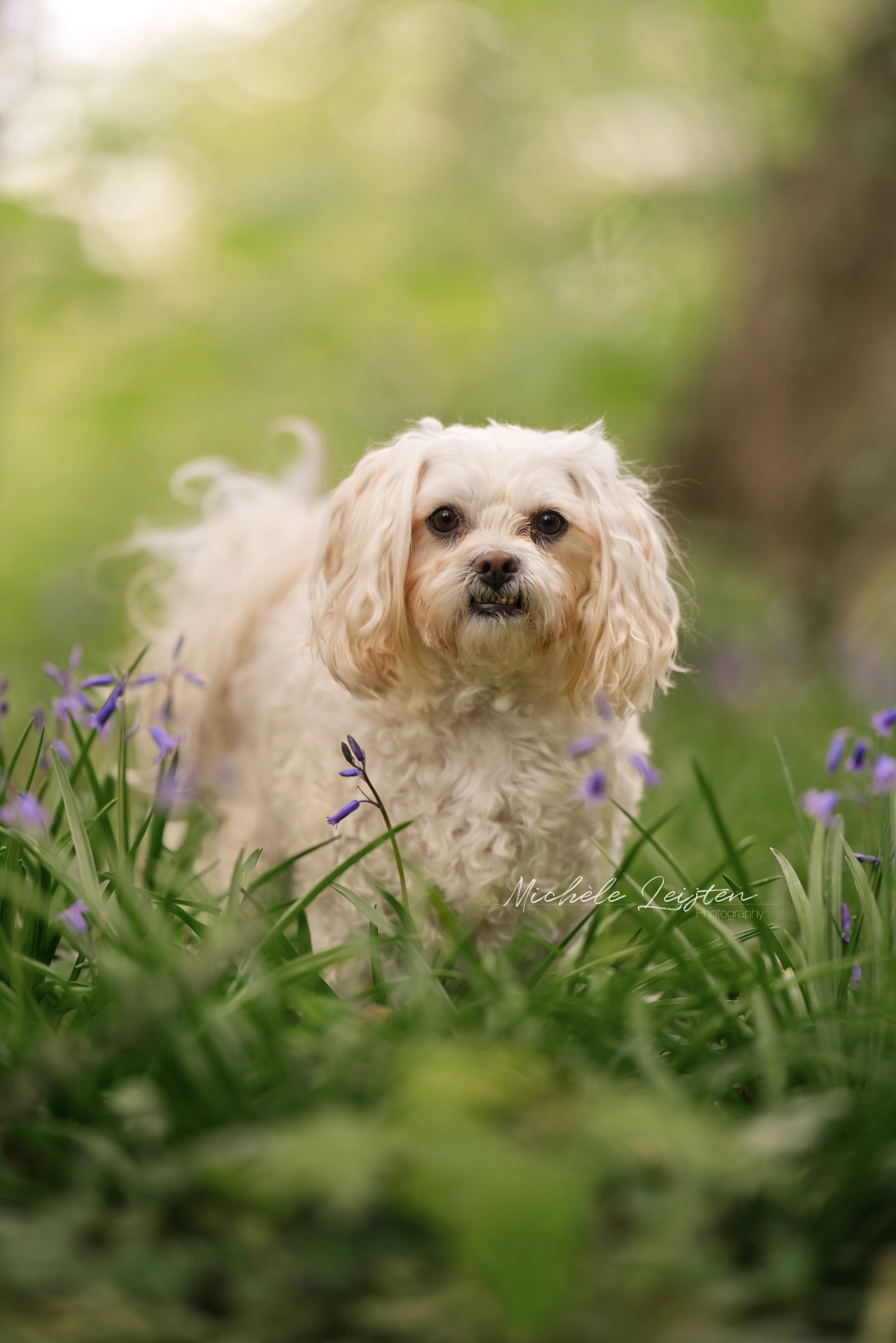 Hond tussen bloemen dog between flowers 
Pet photography. Honden fotografie
dieren fotograaf 
Gelderland Nijmegen Arnhem 