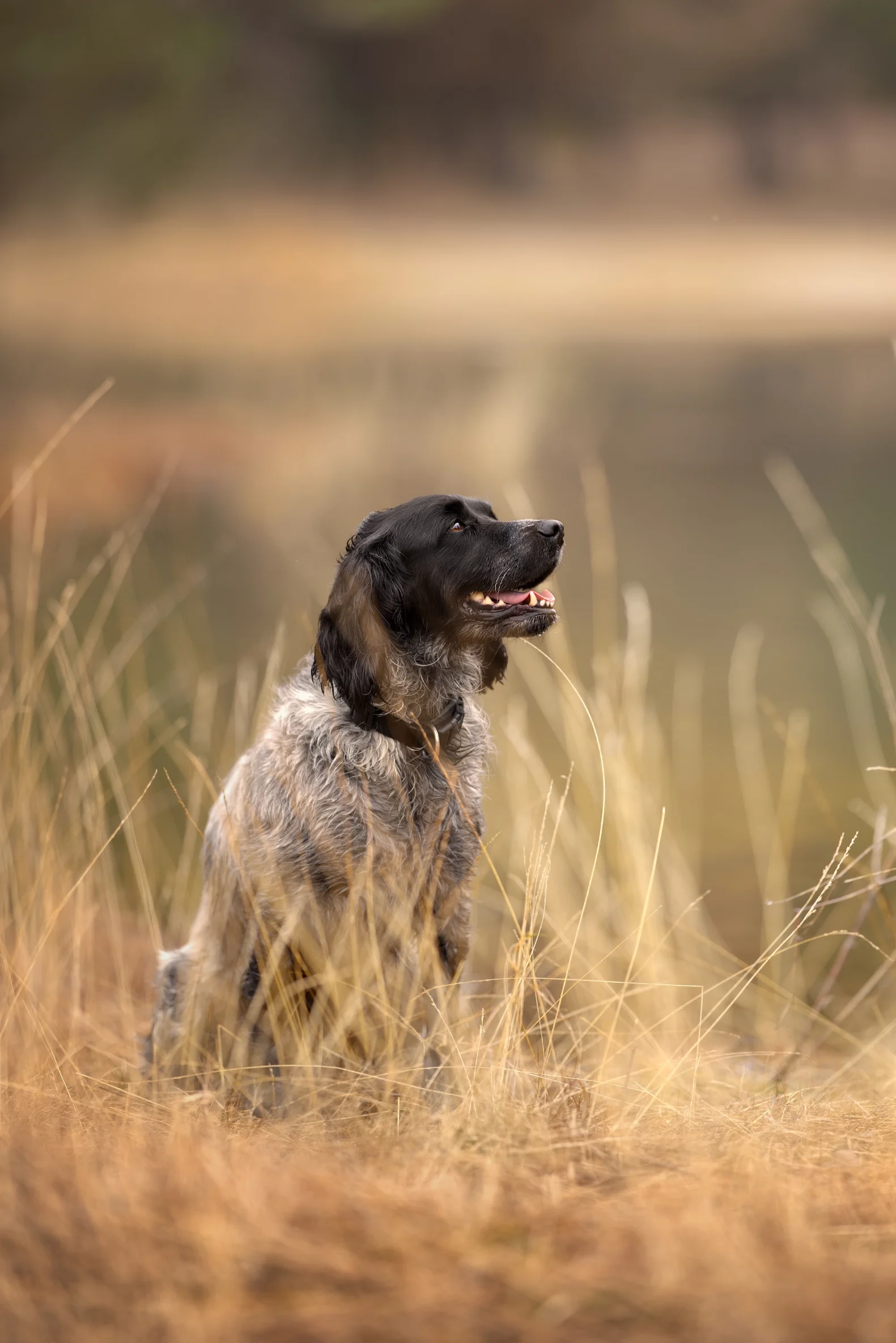 hond in gras, dog in grass 
Hondenfotografie 
Pet photography dog photography
Dieren fotograaf 
Gelderland Nijmegen Arnhem