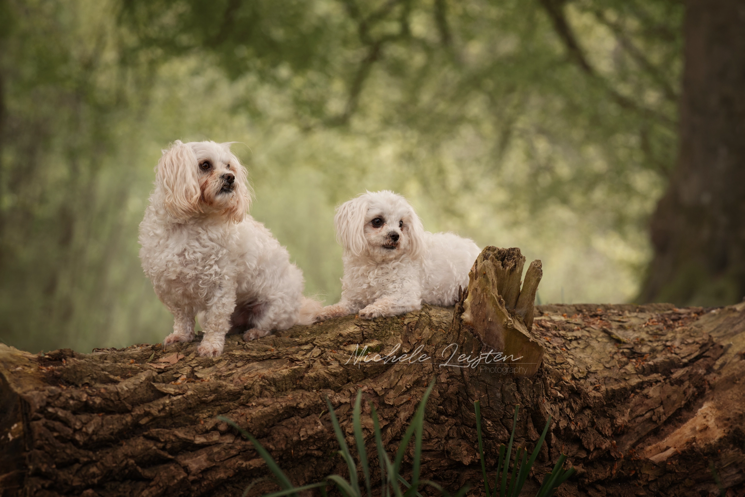 honden fotografie fotograaf 
Gelderland Arnhem Nijmegen 
dog photography pet photography