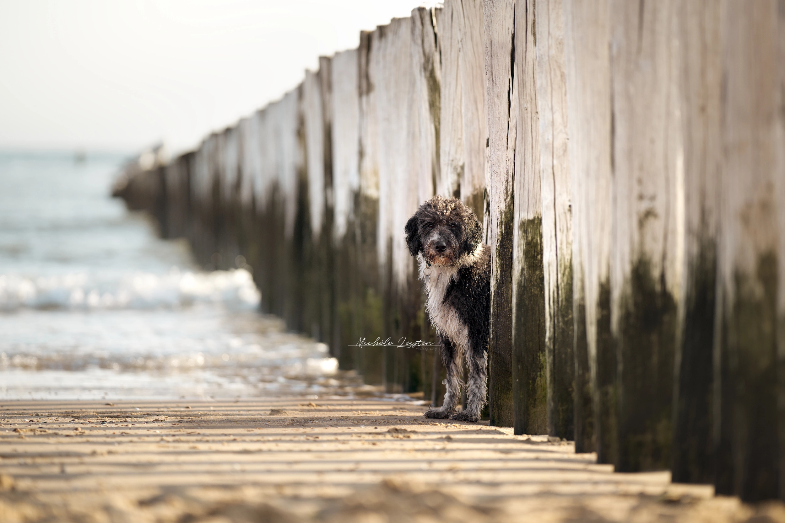 Hond op strand Dog on beach 
Pet photography. Honden fotografie
dieren fotograaf 
Gelderland Nijmegen Arnhem 