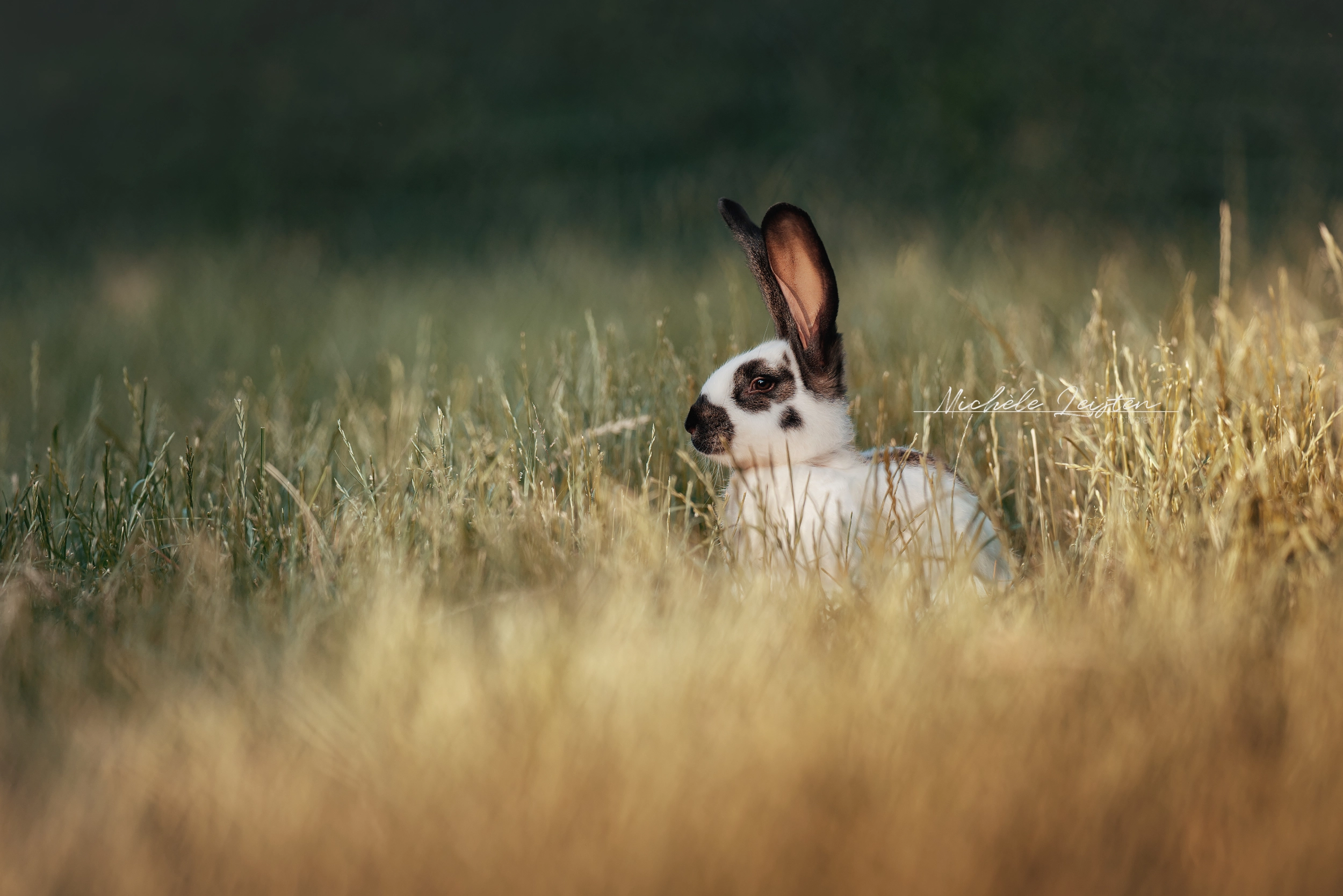 Dierenfotograaf. Konijn in gras. Konijnen fotograaf 
Gelderland Arnhem, Nijmegen 
Pet photography rabbit
