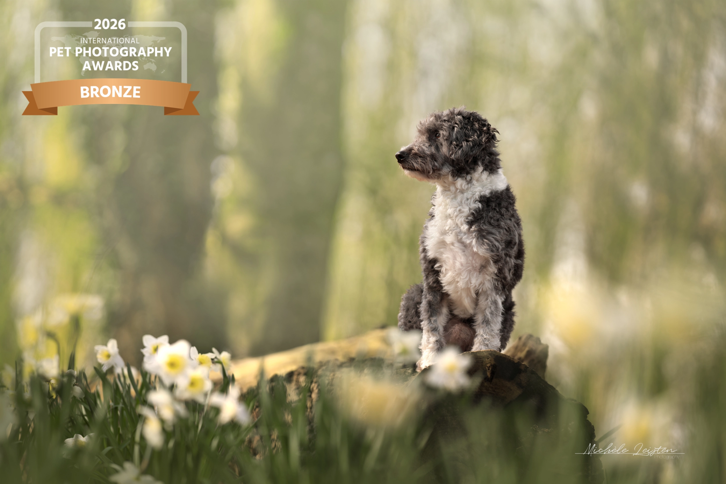 Honden fotografie. Dog photography
Gelderland Nijmegen Arnhem 
dierenfotograaf hondenfotograaf fotograaf