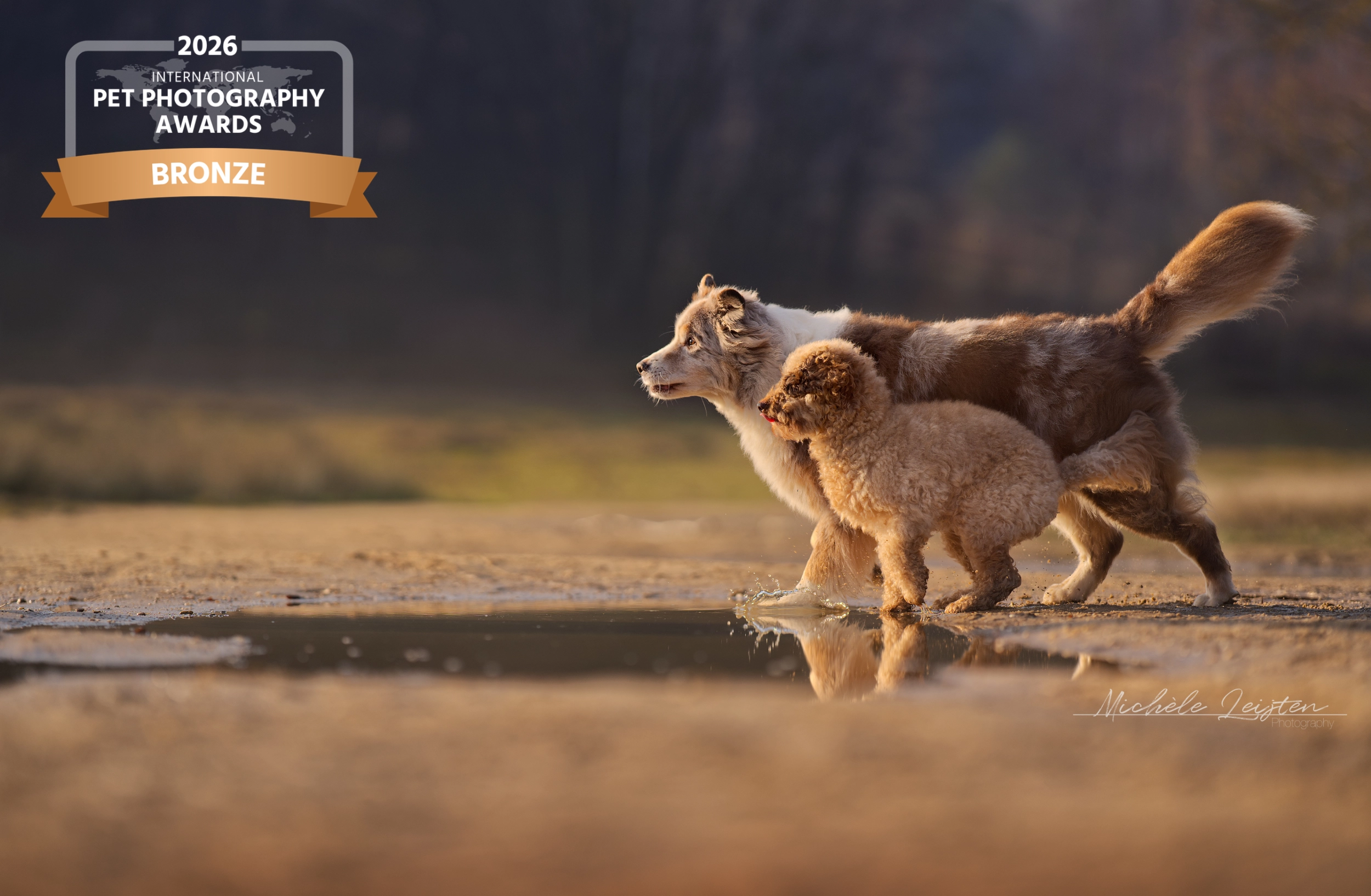Honden fotografie. Dog photography
Gelderland Nijmegen Arnhem 
dierenfotograaf hondenfotograaf fotograaf