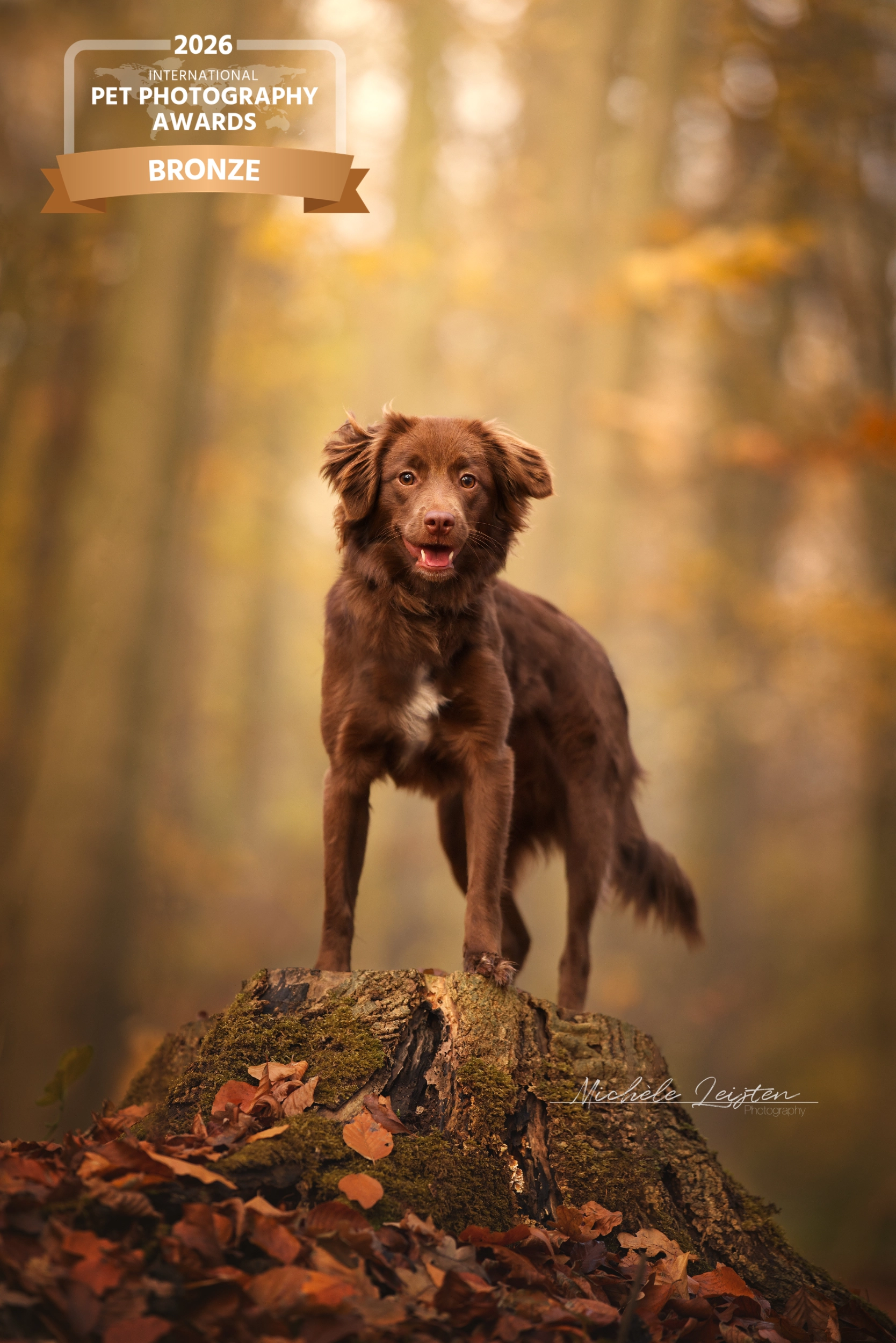 Honden fotografie. Dog photography
Gelderland Nijmegen Arnhem 
dierenfotograaf hondenfotograaf fotograaf